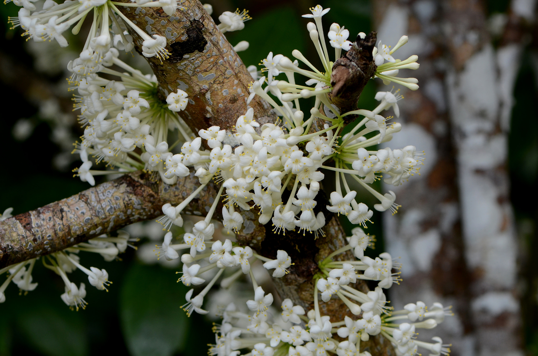 23852555108_0cc7d49f48_k