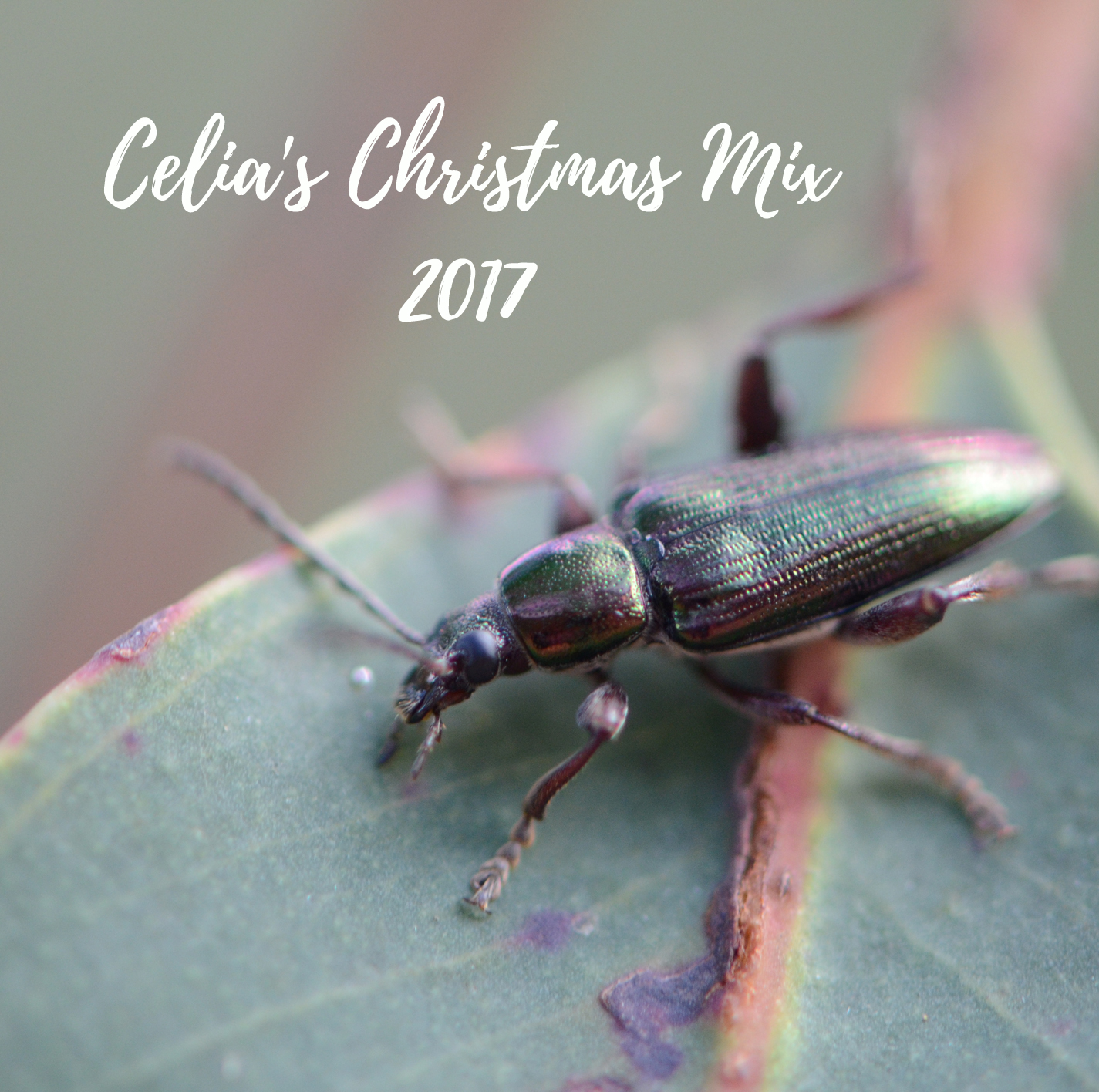 38761230271_f1a992ba51_o