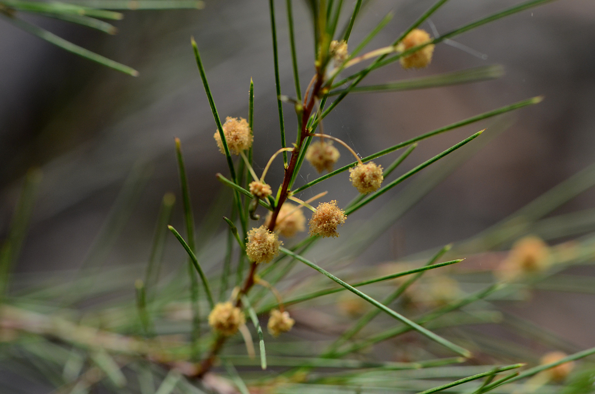 48650565036_b6a0450be3_k