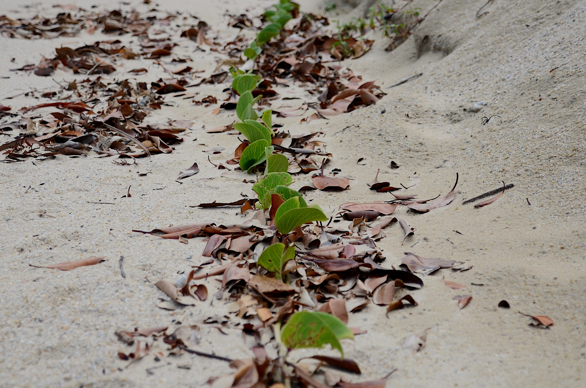 48869759016_65def0aa89_k